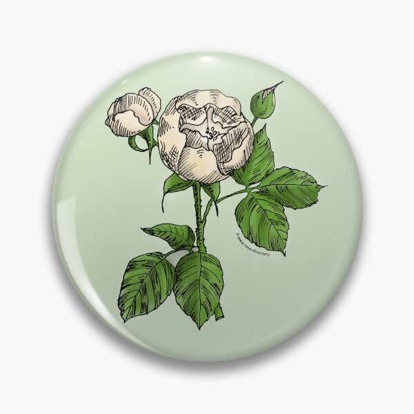 Item preview, Cream Globular Rose Bloom Semi-Double 8-15 Petals In 2 Rows designed and sold by Rachael Taylor.
