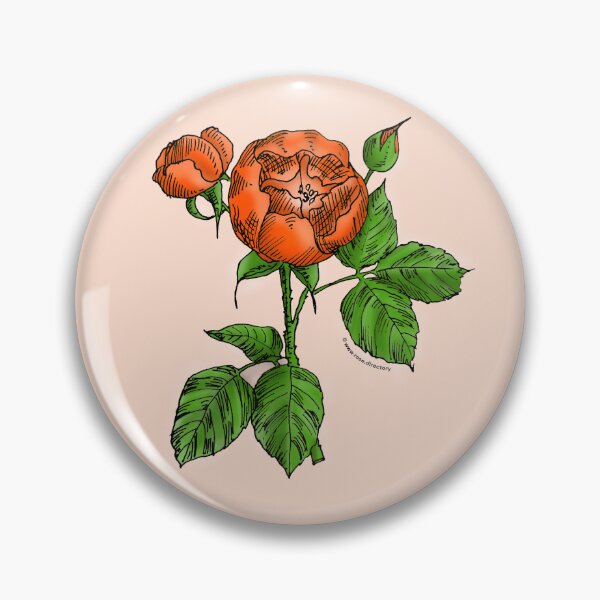 Item preview, Orange Globular Rose Bloom Semi-Double 8-15 Petals In 2 Rows designed and sold by Rachael Taylor.