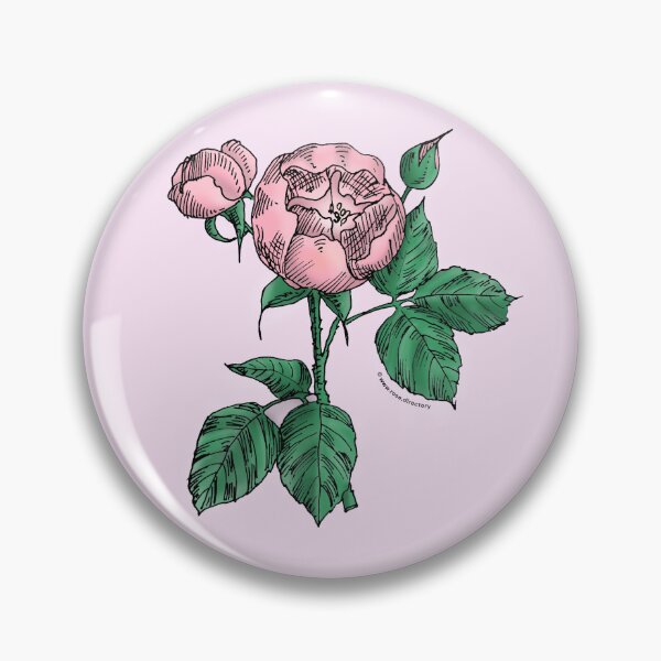 Item preview, Light Pink Globular Rose Bloom Semi-Double 8-15 Petals In 2 Rows designed and sold by Rachael Taylor.