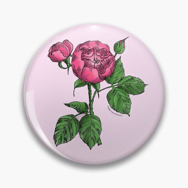 Item preview, Mid Pink Globular Rose Bloom Semi-Double 8-15 Petals In 2 Rows designed and sold by Rachael Taylor.