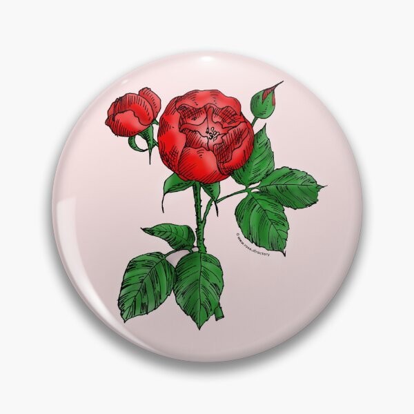 Item preview, Bright Red Globular Rose Bloom Semi-Double 8-15 Petals In 2 Rows designed and sold by Rachael Taylor.