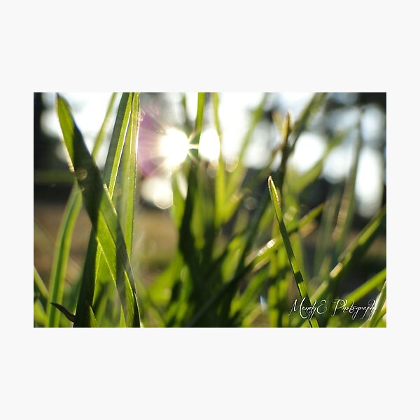Grass in Sunlight #2 Photographic Print