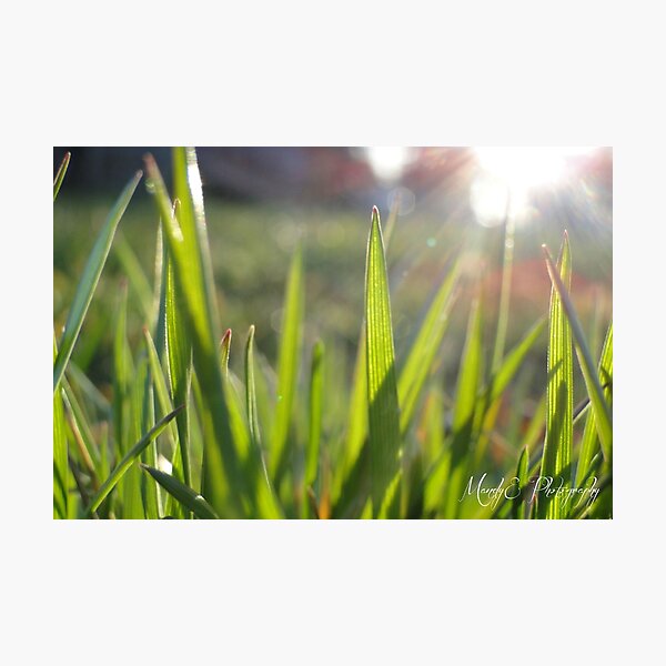 Grass in Sunlight #3 Photographic Print