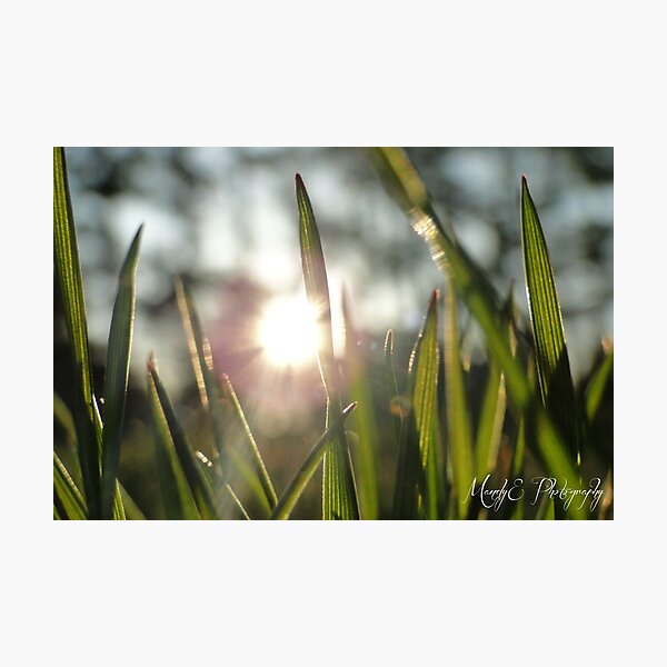 Grass in Sunlight #4 Photographic Print