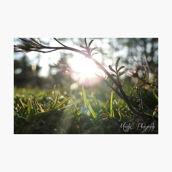Grass in Sunlight #5 Photographic Print