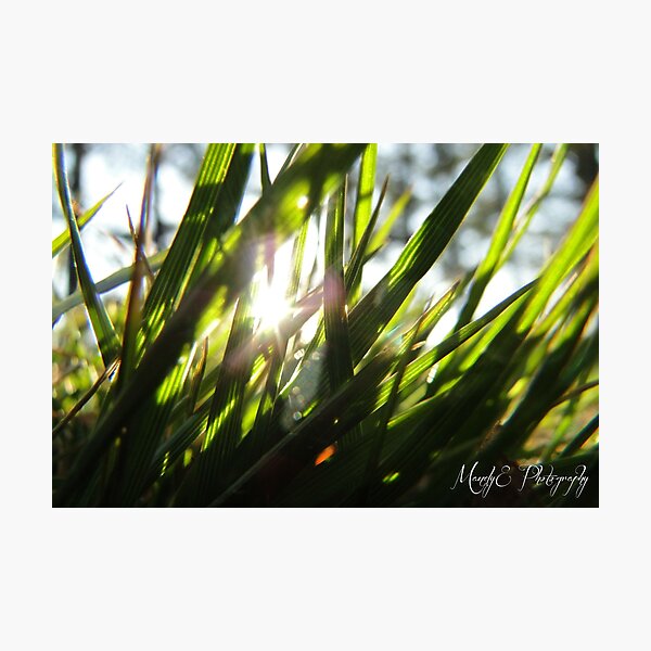 Grass in Sunlight #6 Photographic Print