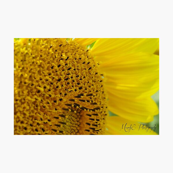 Sunflower #2 Photographic Print