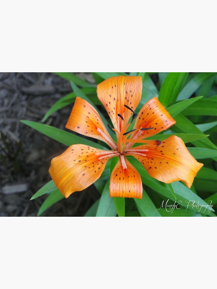 Tiger Lily by Br0wnEyedQueen