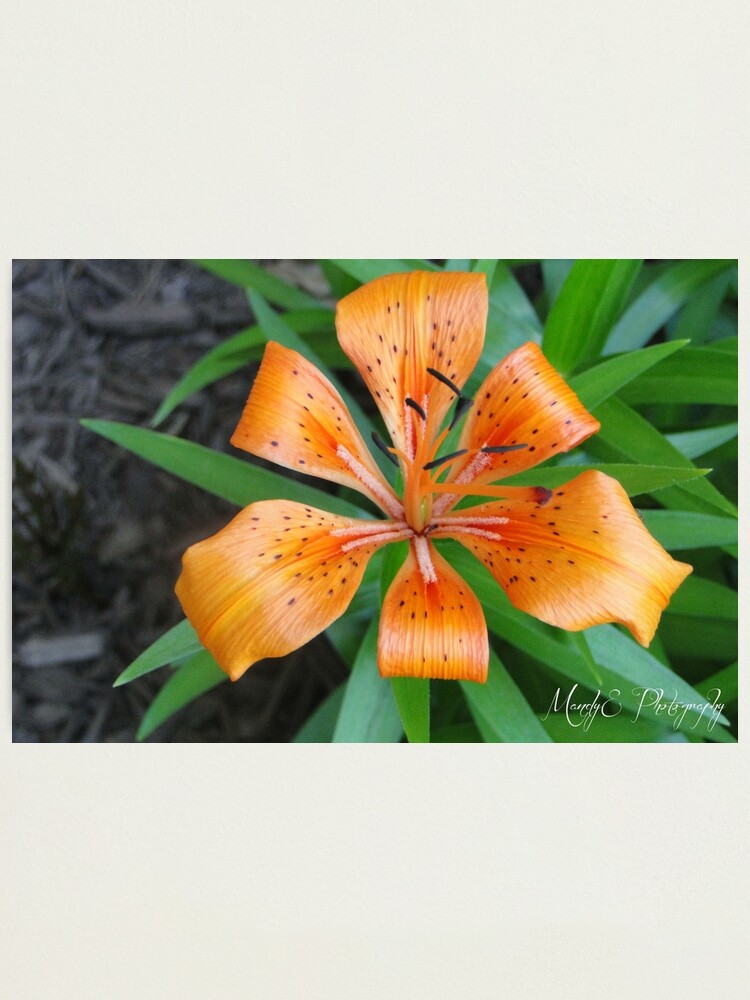 Alternate view of Tiger Lily Photographic Print