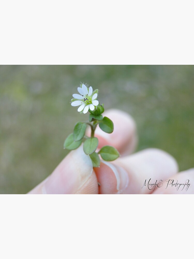 Tiny White Flower by Br0wnEyedQueen