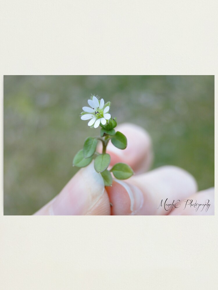 Alternate view of Tiny White Flower Photographic Print