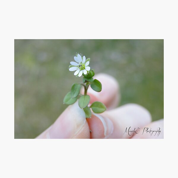 Tiny White Flower Photographic Print