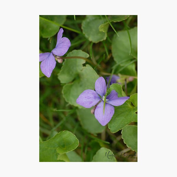 Violets Photographic Print