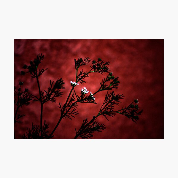 little white flowers on a big Red wall Photographic Print
