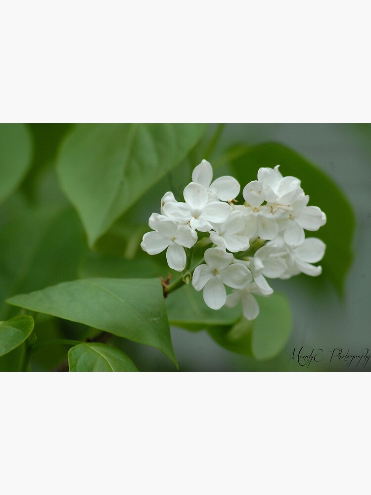 White Lilac by Br0wnEyedQueen