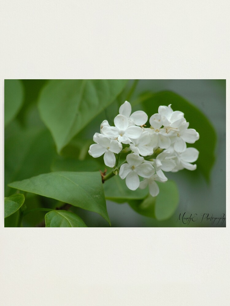 Alternate view of White Lilac Photographic Print