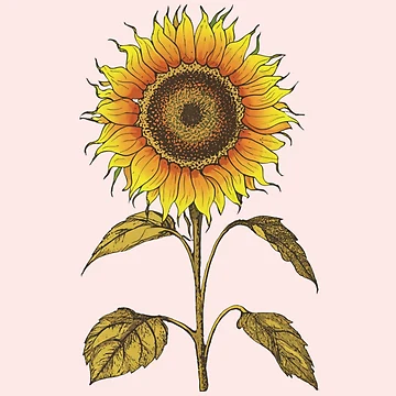 Artwork thumbnail, Sunflowers Pattern by PatternInArt