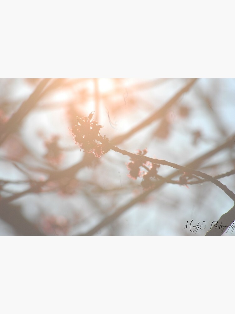 Wonderland #2 by Br0wnEyedQueen