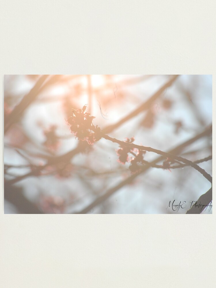 Alternate view of Wonderland #2 Photographic Print