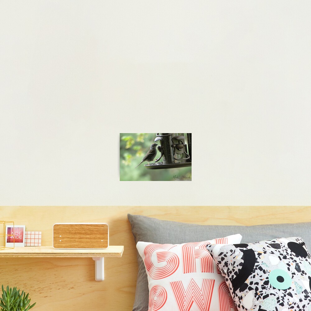 Wren #1 Photographic Print