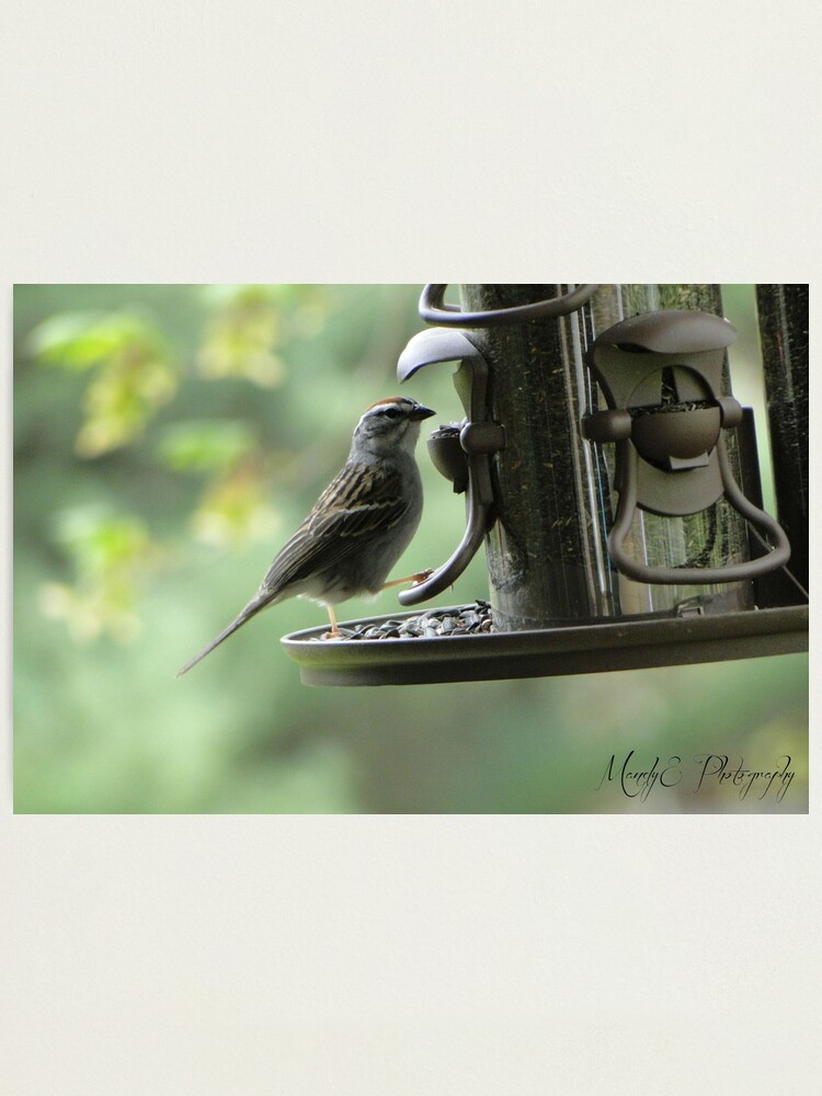 Alternate view of Wren #1 Photographic Print