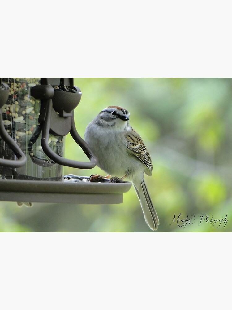 Wren #2 "Get my good side" by Br0wnEyedQueen