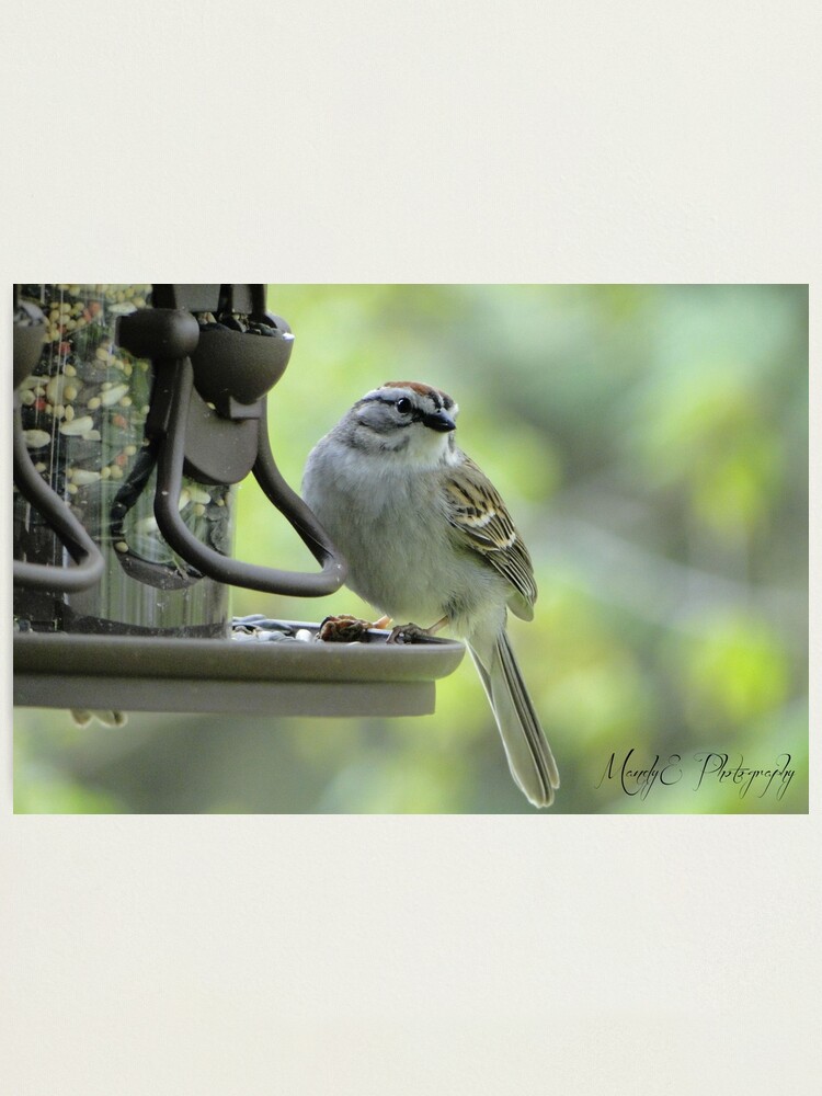 Alternate view of Wren #2 "Get my good side" Photographic Print