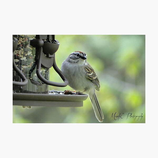 Wren #2 "Get my good side" Photographic Print