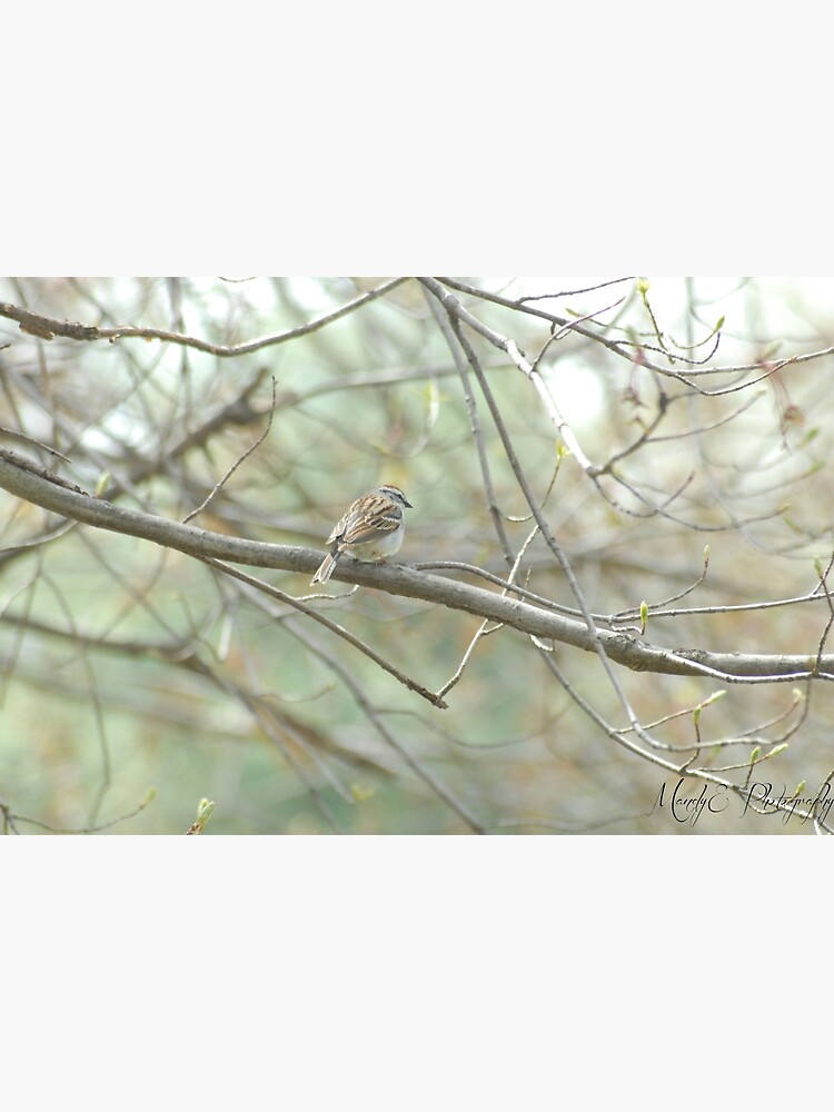 Wren #3 by Br0wnEyedQueen