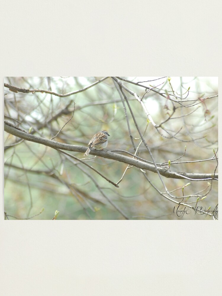 Alternate view of Wren #3 Photographic Print