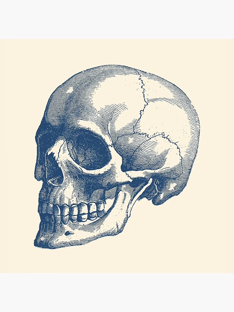 Human Skull - Vintage Anatomy