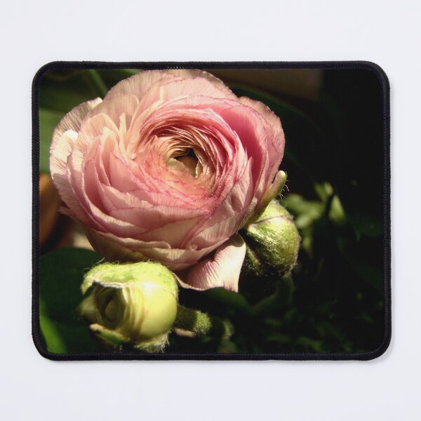 Item preview, Ranunculus designed and sold by AGODIPhoto.