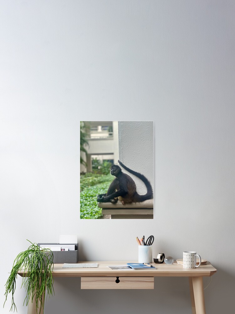 Thumbnail 1 of 3, Poster, Spider Monkey, Mexico designed and sold by Benpa.