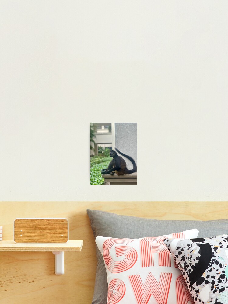 Thumbnail 1 of 3, Photographic Print, Spider Monkey, Mexico designed and sold by Benpa.