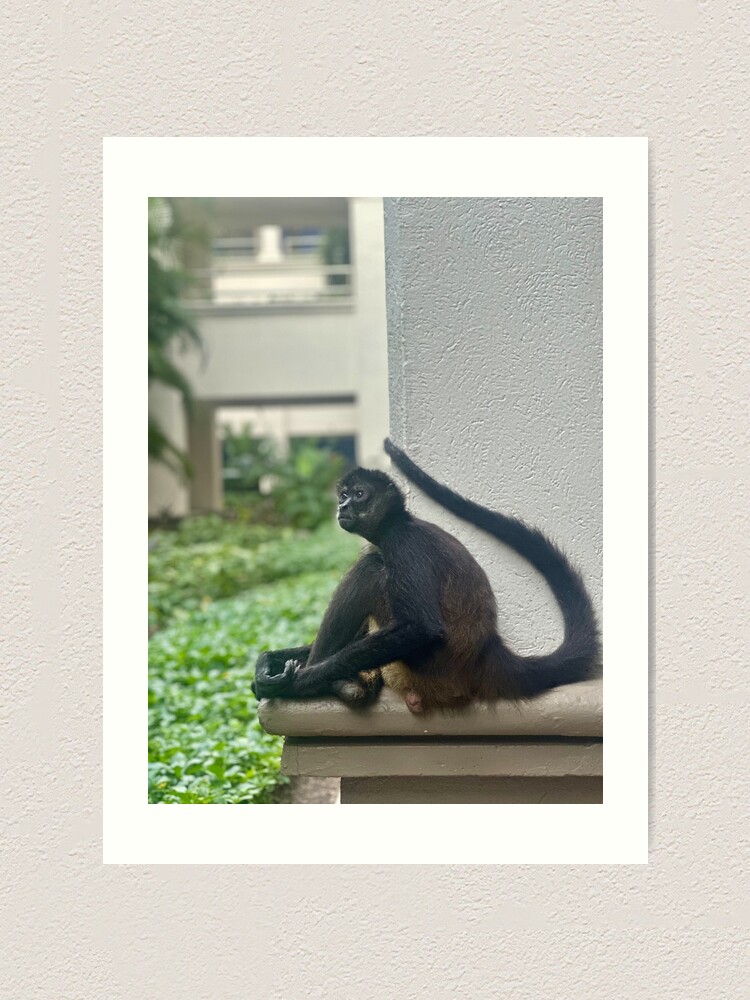 Thumbnail 2 of 3, Art Print, Spider Monkey, Mexico designed and sold by Benpa.