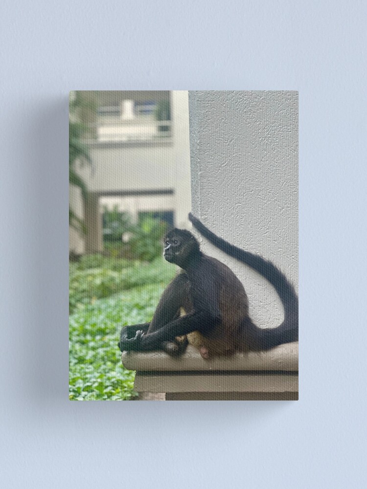Thumbnail 2 of 3, Canvas Print, Spider Monkey, Mexico designed and sold by Benpa.