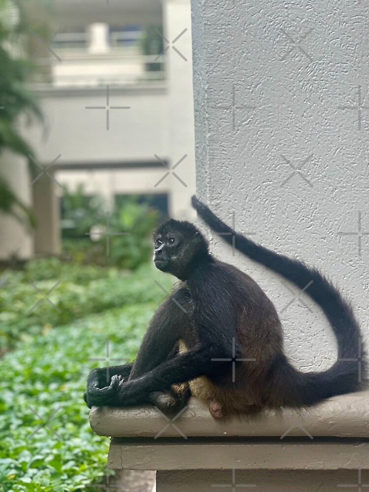 Thumbnail 3 of 3, Photographic Print, Spider Monkey, Mexico designed and sold by Benpa.