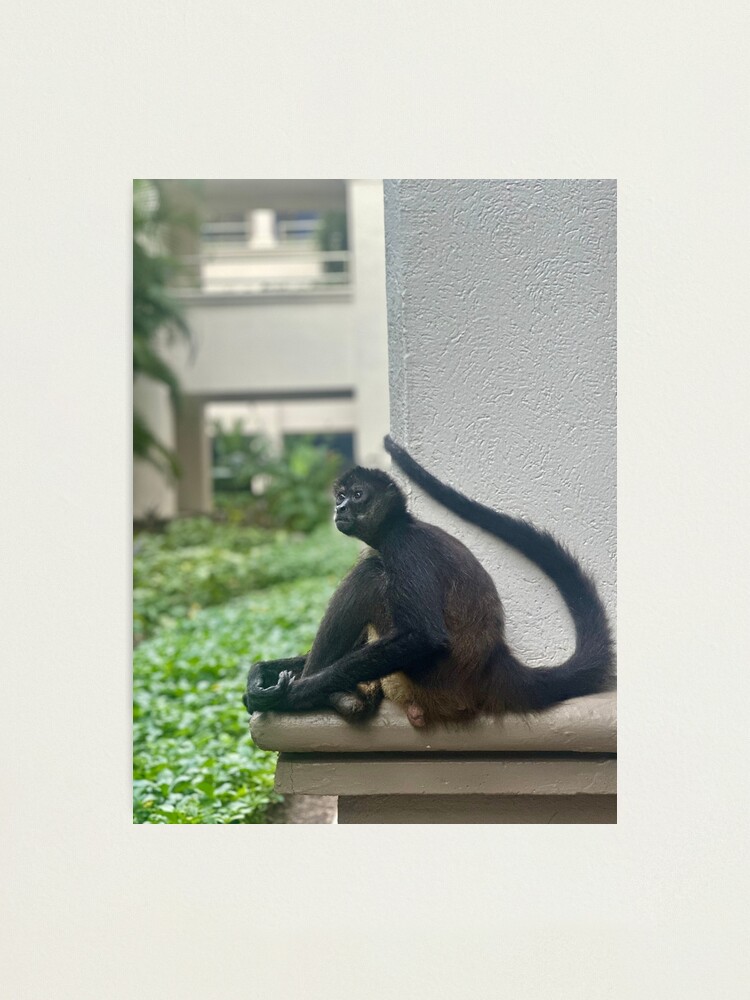 Thumbnail 2 of 3, Photographic Print, Spider Monkey, Mexico designed and sold by Benpa.