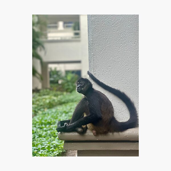 Photographic Print