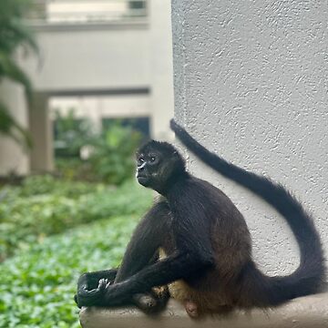 Artwork thumbnail, Spider Monkey, Mexico by Benpa Graphics