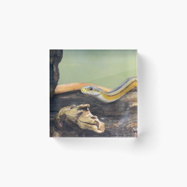 Item preview, Corn Snake III designed and sold by Nature's Reflections.