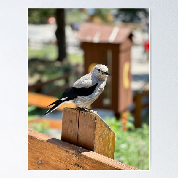 Clark's nutcracker, British Columbia, Canada Poster