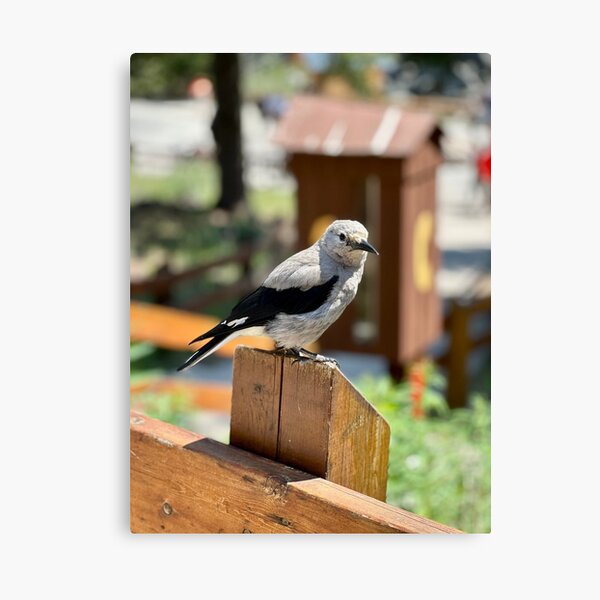 Clark's nutcracker, British Columbia, Canada Canvas Print