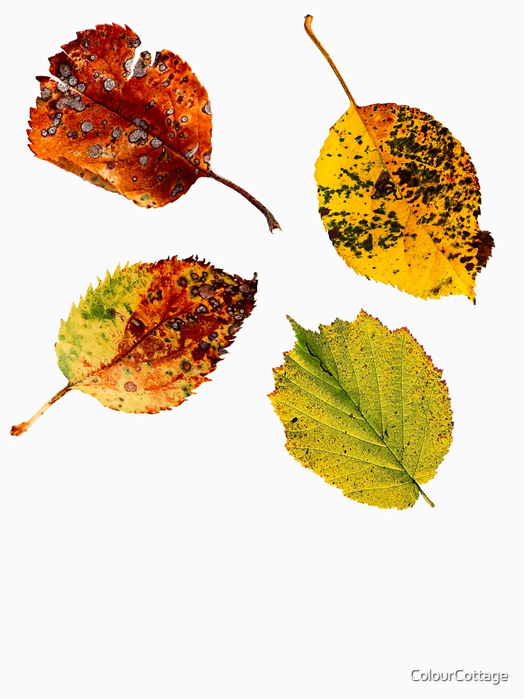 Autumn leaf 3 by ColourCottage