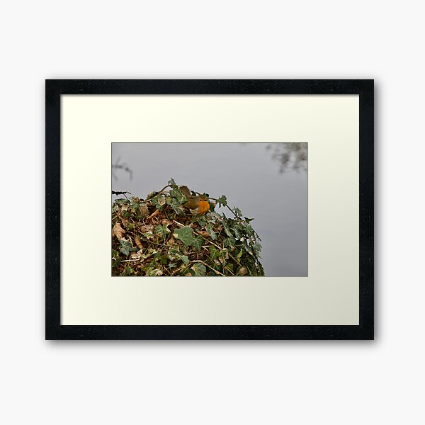 Aperçu de l'œuvre Impression photo Bébé Robin perché sur Ivy créée et vendue par MyriadLifePhoto.