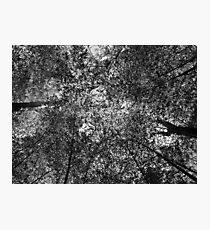 Ceiling Photographic Print