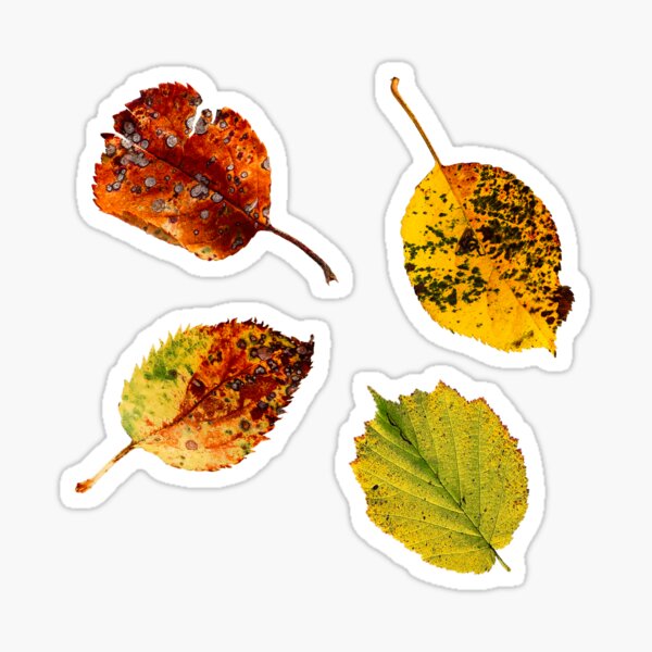Autumn leaf 3 Sticker