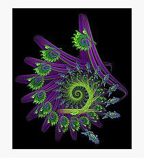 Peacock Apophysis Photographic Print