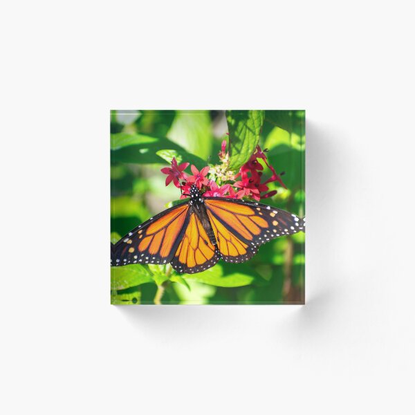 Item preview, Butterfly designed and sold by SnowingRivers.
