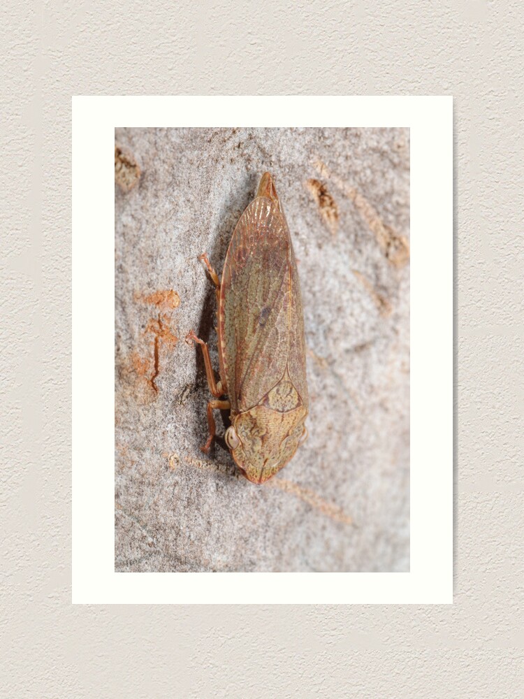 Alternate view of Black flat-head leafhopper Art Print